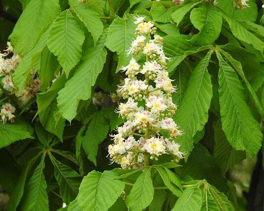 Czy można kupić legalna maturę? Czy można kupić legalna maturę?