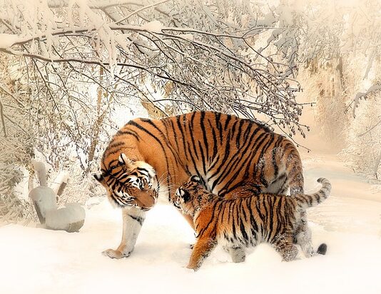 Dlaczego matki bardziej kochają synów niż córki? Dlaczego matki bardziej kochają synów niż córki?