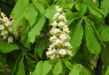 Ile kosztuje matura na lewo? Ile kosztuje matura na lewo?