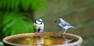 Co opóźnia rozwój mowy?