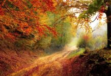 Od którego roku wprowadzono 8 klas?