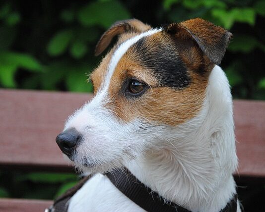 Ile trzeba mieć lat żeby zostać proboszczem? Ile trzeba mieć lat żeby zostać proboszczem?