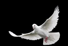 Od czego zależy rozpiętość kierowania? Od czego zależy rozpiętość kierowania?