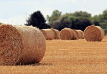 Jaka jest rola samorządu szkolnego? Jaka jest rola samorządu szkolnego?