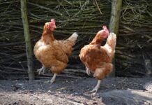 Jakie są typy uczelni? Jakie są typy uczelni?